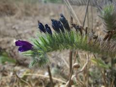 Echium sabulicola