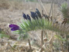 Echium sabulicola