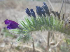 Echium sabulicola