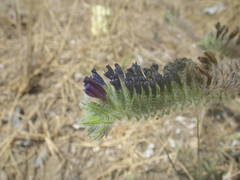 Echium sabulicola