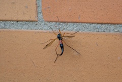 Tanyptera atrata