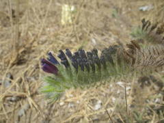 Echium sabulicola