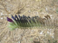 Echium sabulicola