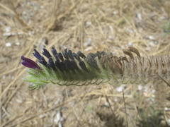 Echium sabulicola