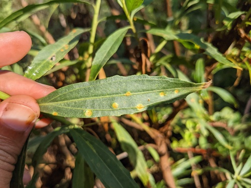 iNaturalist observation photo of Mulefat Rust
