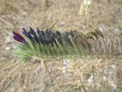 Echium sabulicola
