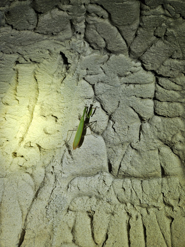 European Mantis