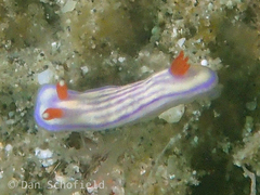 Hypselodoris maridadilus