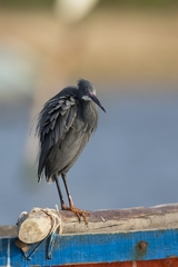 Egretta garzetta × gularis