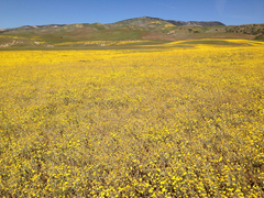 Monolopia lanceolata