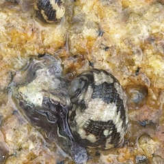 Nerita chamaeleon