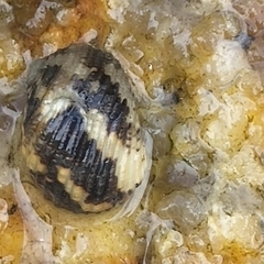 Nerita chamaeleon