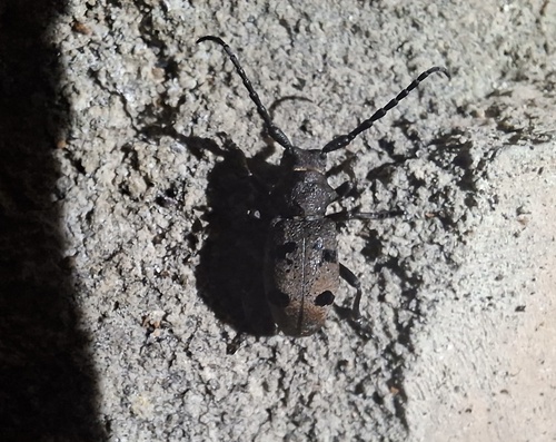 Herophila tristis