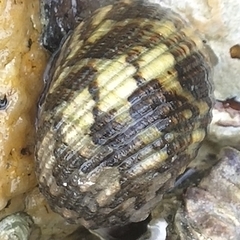 Nerita chamaeleon