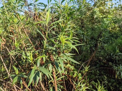 iNaturalist observation photo of mule fat