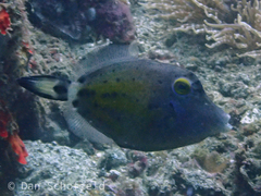 Cantherhines fronticinctus