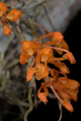 Microcoelia gilpiniae