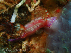 Hypselodoris paradisa