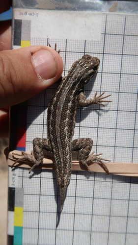 Common Sagebrush Lizard