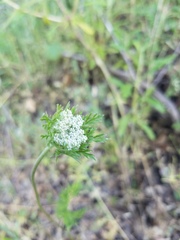 Daucus pusillus