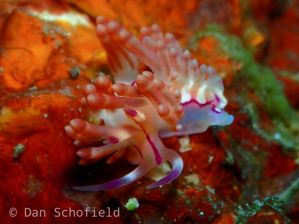 Coryphellina flamma