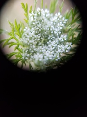 Daucus pusillus