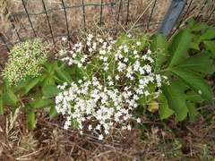Sambucus nigra