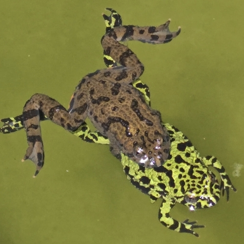 Oriental Fire-bellied Toad