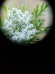 Daucus pusillus