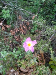 Cistus creticus eriocephalus