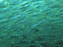 Sphyraena flavicauda