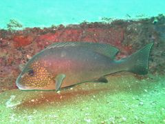 Diagramma melanacrum