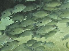 Lutjanus indicus