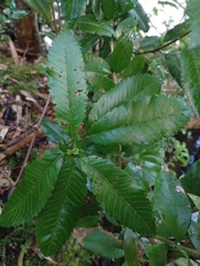 Caldcluvia paniculata