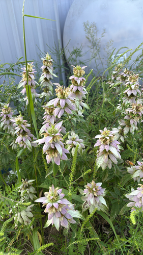 iNaturalist observation photo of spotted horsemint
