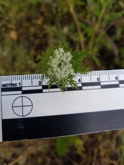 Daucus pusillus