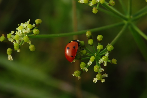 Seven-spotted Lady Beetle