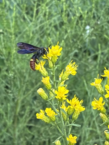 Blue-winged Scoliid Wasp