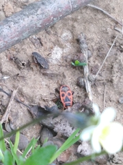Pyrrhocoris apterus