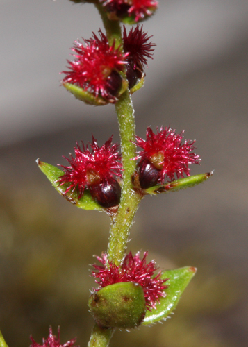 Gonocarpus