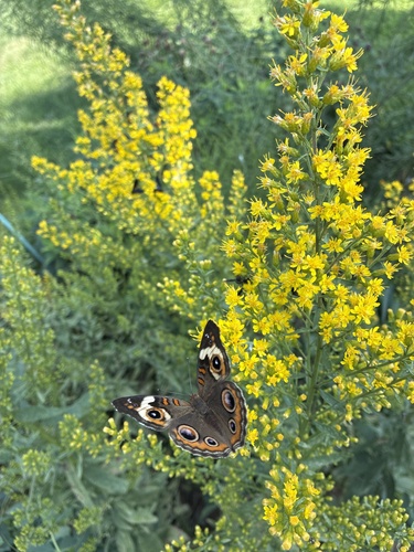 Common Buckeye