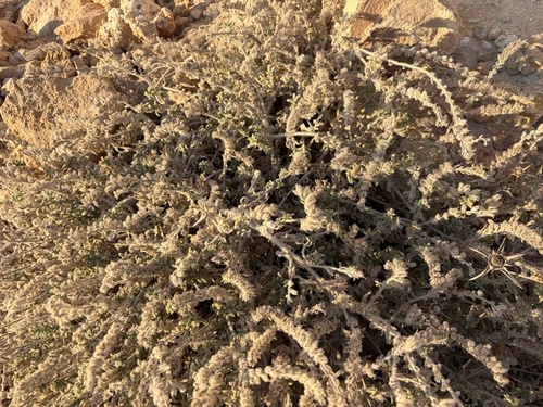 Echium angustifolium, photograph 4