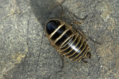 Phyllodromica