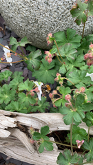 Bombus pascuorum