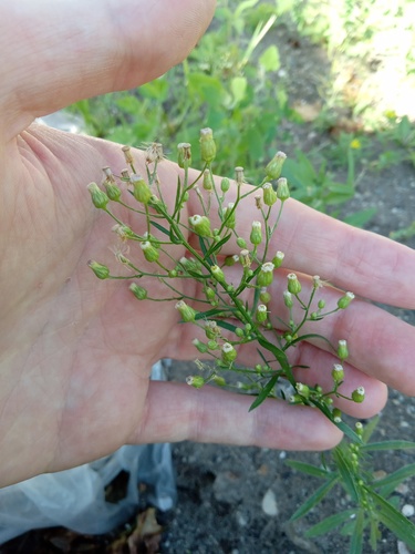 horseweed