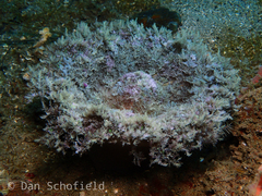 Phyllodiscus semoni