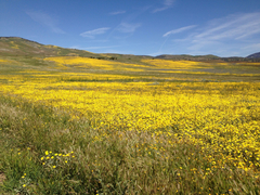 Monolopia lanceolata