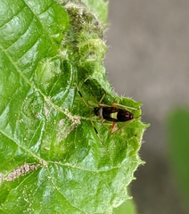 Closterotomus biclavatus