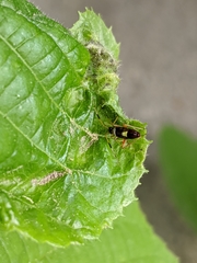 Closterotomus biclavatus
