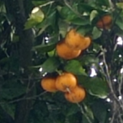 Citrus aurantium observed 2026-08-21